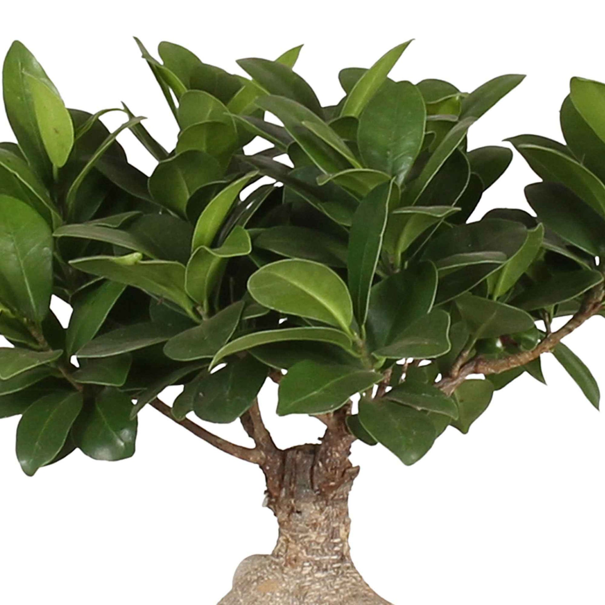 Bonsai Ficus Gingseng incl. keramieken sierpot - Binnenplanten in sierpot