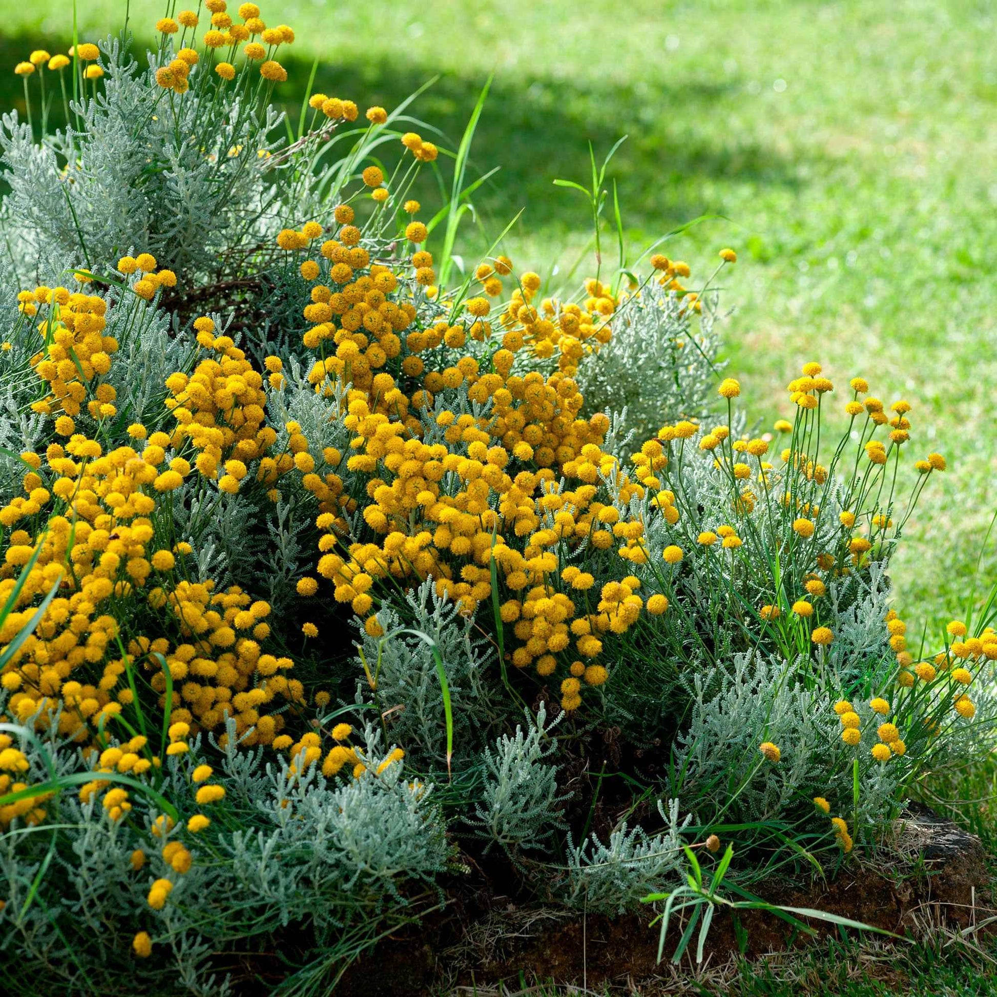 6-pack - bodembedekkers - heiligenbloem Santolina chamaecyparissus geel - Winterhard - Alle vaste tuinplanten