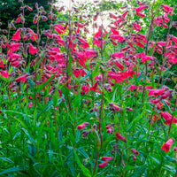 6x Schildpadbloem Penstemon hartwegii rood - Winterhard - Tuinplanten