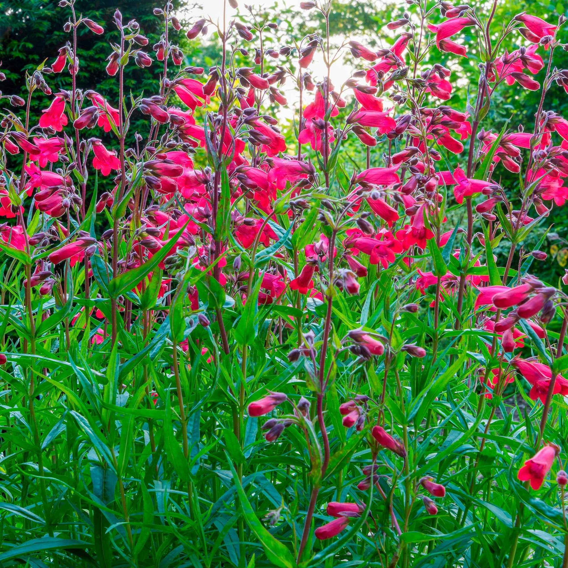 6x Schildpadbloem Penstemon hartwegii rood - Winterhard - Tuinplanten