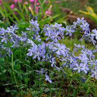 6-pack - bodembedekkers - kruipphlox Phlox subulata blauw - Winterhard - Alle vaste tuinplanten