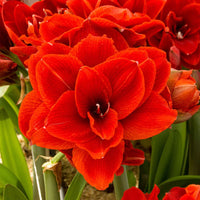 Amaryllis Hippeastrum Cherry Nymph dubbelbloemig rood - Alle populaire bloembollen