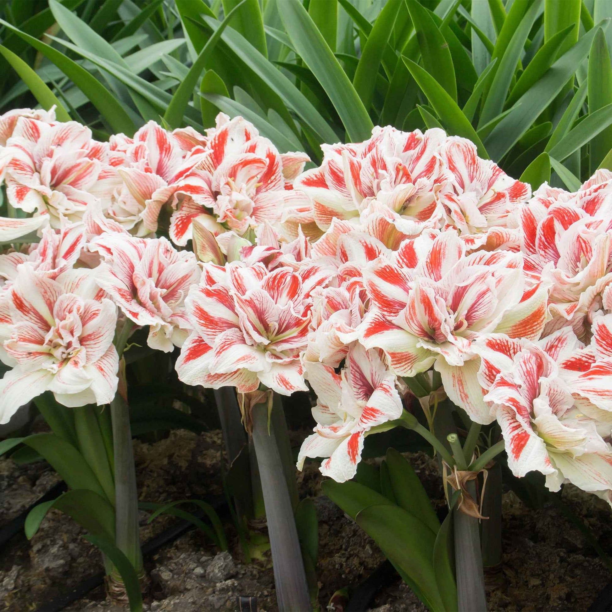 Amaryllis Hippeastrum Bright Nymph dubbelbloemig rood-wit - Alle bloembollen