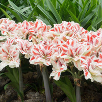 Amaryllis Hippeastrum Bright Nymph dubbelbloemig rood-wit - Alle populaire bloembollen