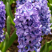 15 Hyacint Delft Blue Blauw - Bijvriendelijke bloembollen