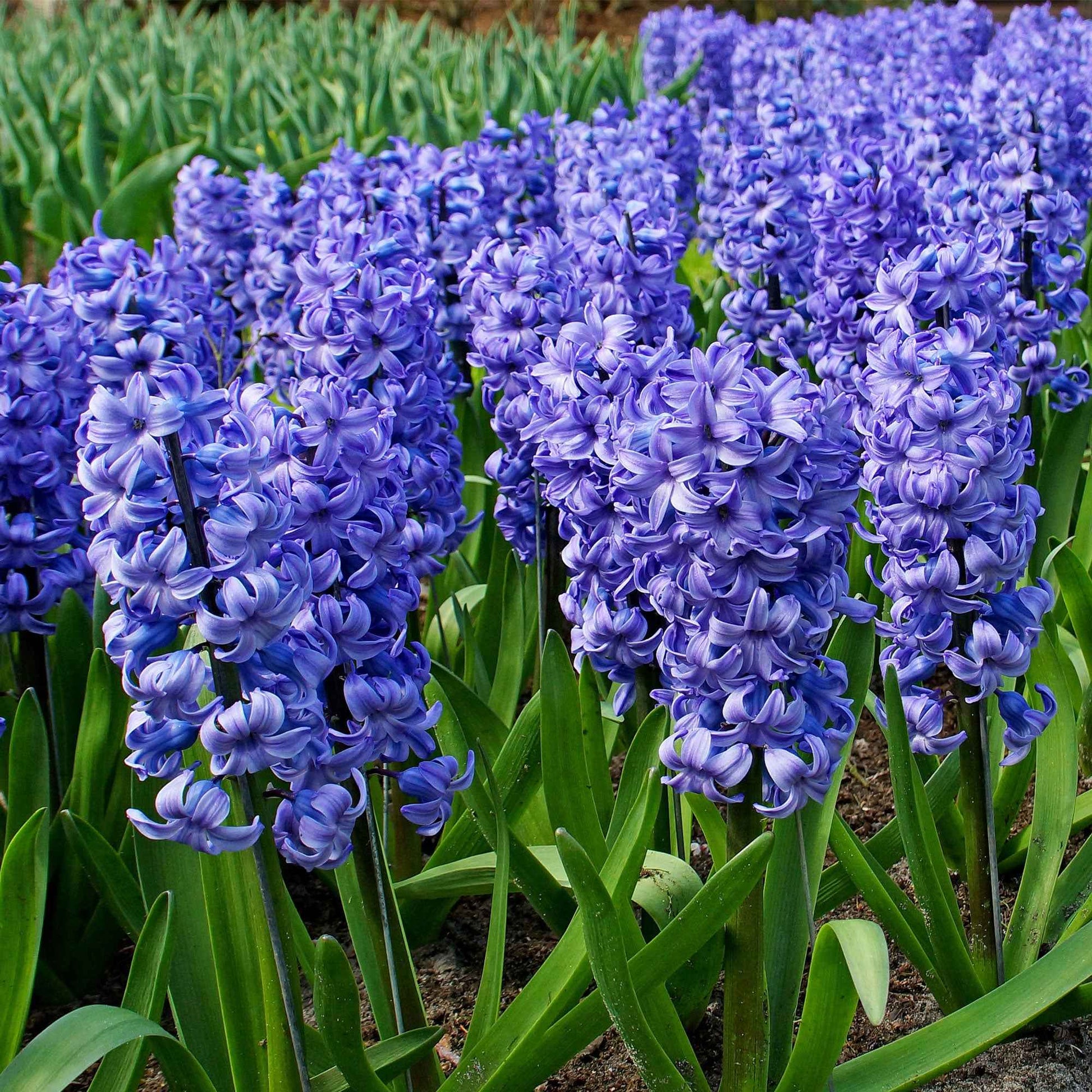 15 Hyacint Delft Blue Blauw - Alle populaire bloembollen