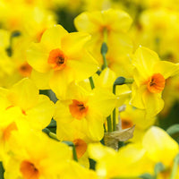 40x Narcis Narcissus Martinette kleinbloemig geel - Bloembollen