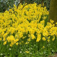 40x Narcis Narcissus Martinette kleinbloemig geel - Alle populaire bloembollen