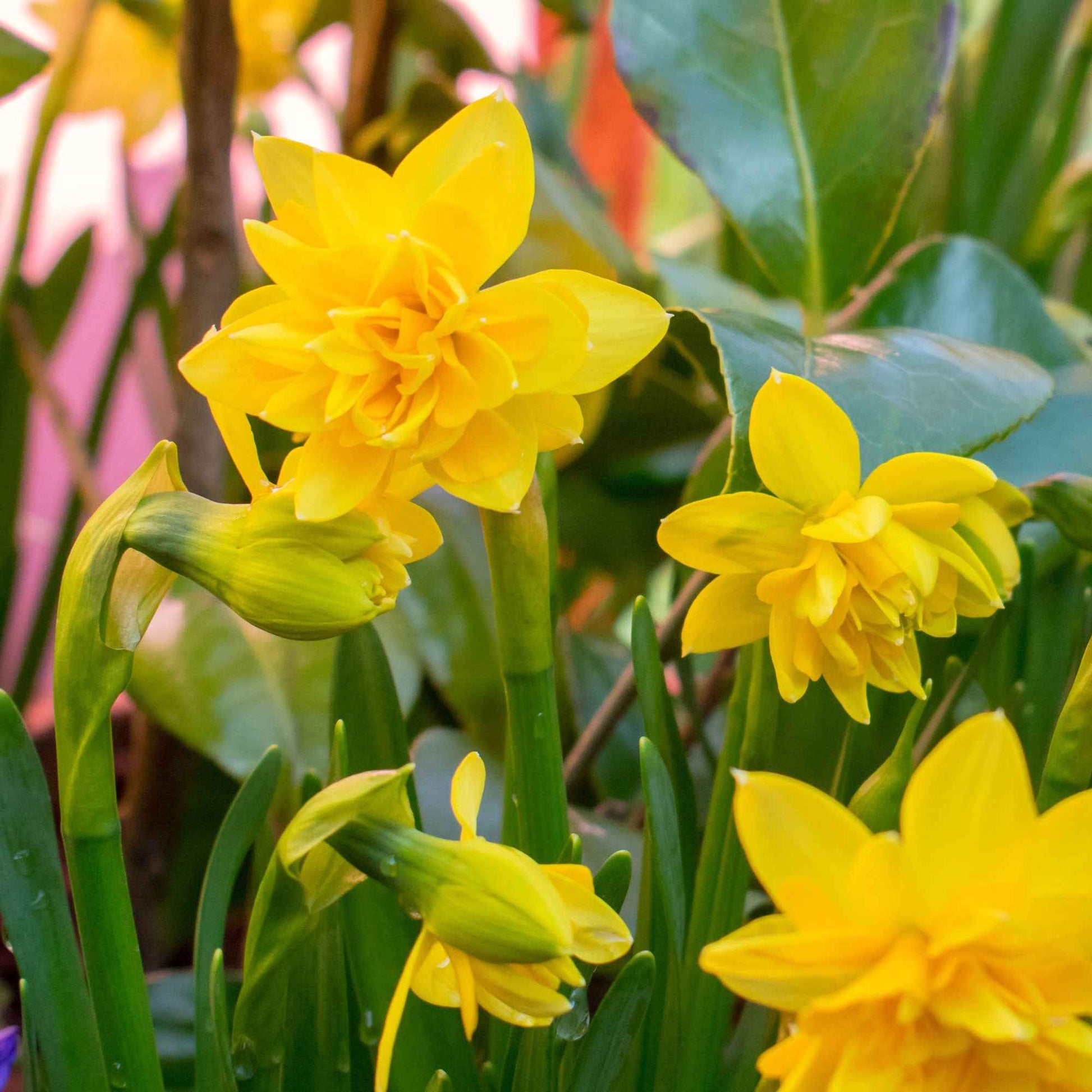 25x Narcis Narcissus Tete Boucle dubbelbloemig geel - Alle bloembollen