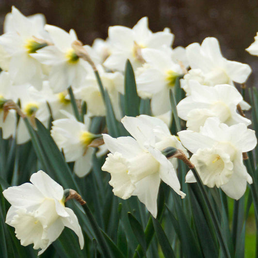 15x Narcis Narcissus Mount Hood wit - Alle bloembollen