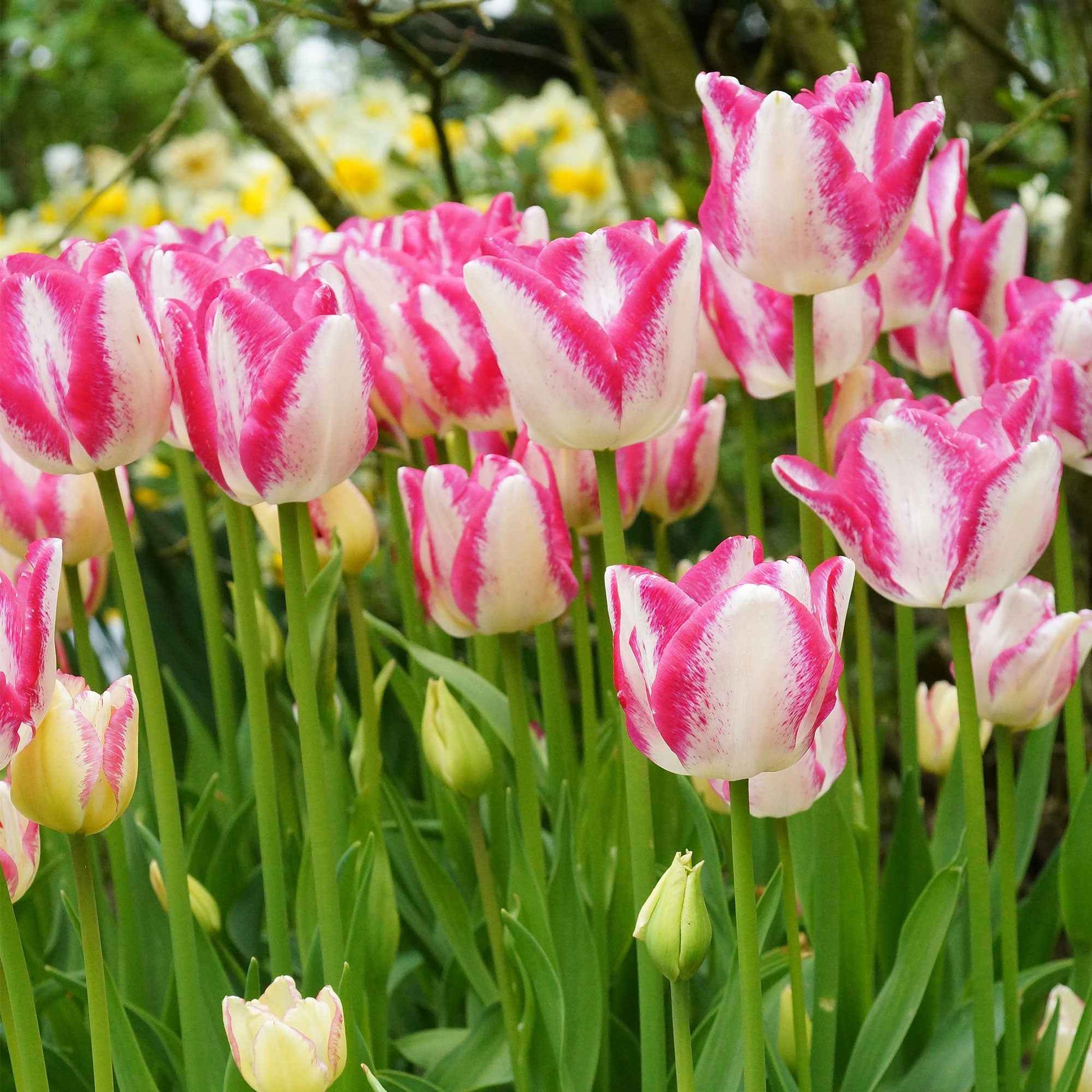 18x Tulp Tulipa Del Piero wit-roze - Alle populaire bloembollen