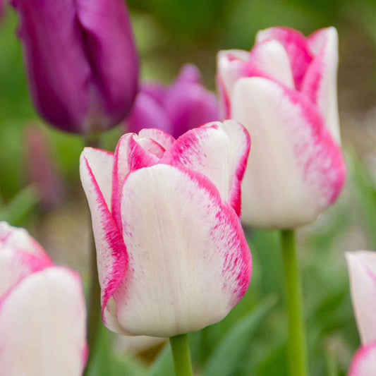 18x Tulp Tulipa Del Piero wit-roze - Alle bloembollen