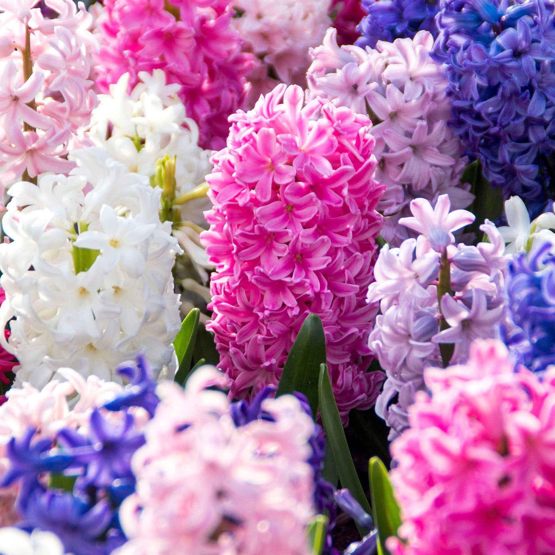5 Hyacint Colorful Temptation Gemengde kleuren - Alle populaire bloembollen