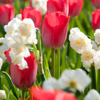 10x Tulpen en narcissen - Mix Summer Colors Biologisch - Alle bloembollen