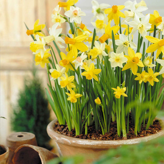 12x Narcis Narcissus - Mix Botanical - Bio - Alle bloembollen