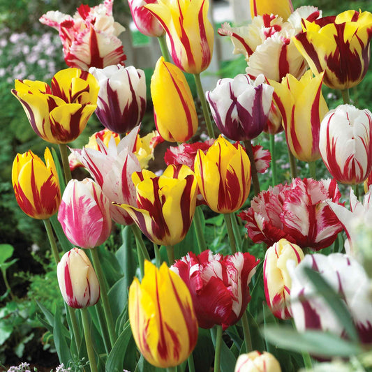 16x Tulp Tulipa - Mix Yellow Box geel - Alle bloembollen