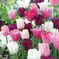 16x Tulp Tulipa The Pink Box roze - Alle bloembollen