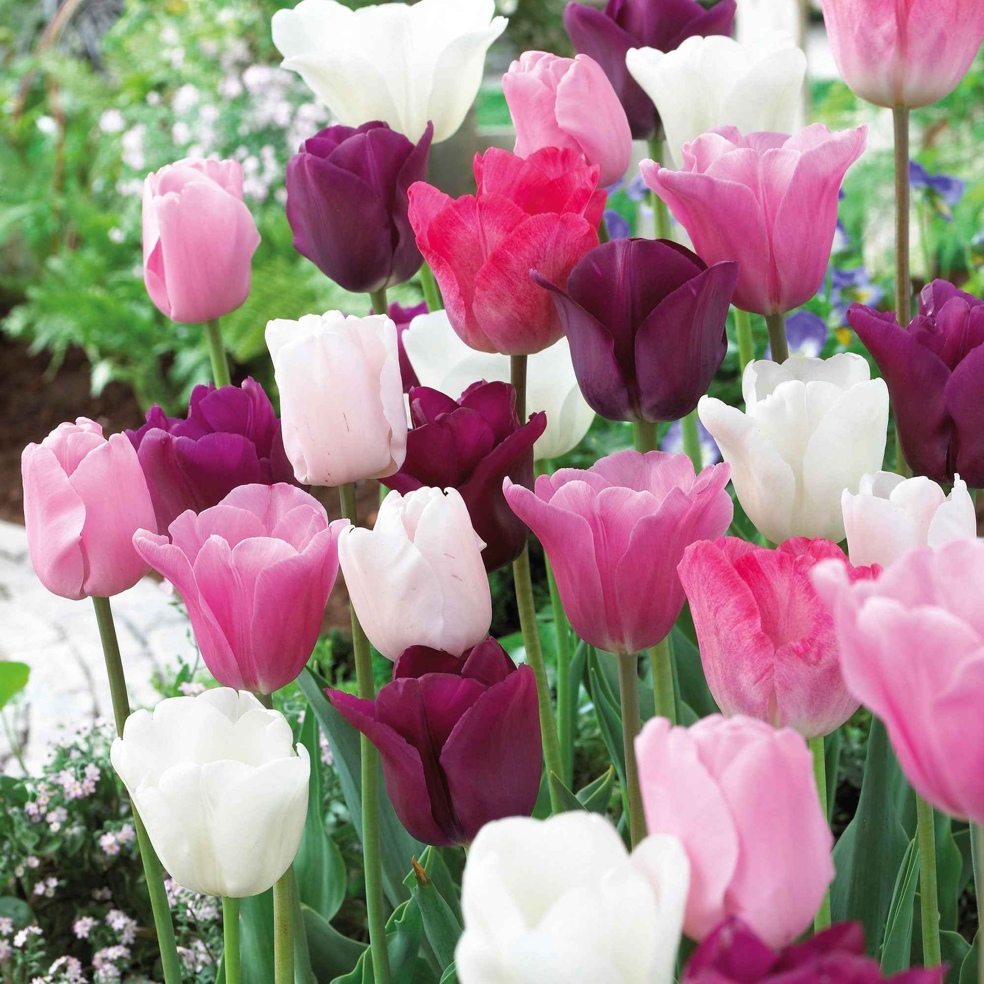 16x Tulp Tulipa The Pink Box roze - Alle populaire bloembollen