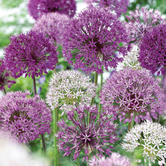 16x Sierui Allium - Mix The Purple Box paars - Alle bloembollen