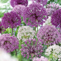 16x Sierui Allium - Mix The Purple Box paars - Alle populaire bloembollen