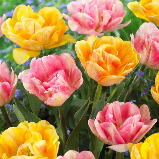 16x Tulp Tulipa - Mix Foxy Freedom Roze-Geel - Alle bloembollen