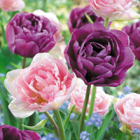 16x Tulp Tulipa - Mix Dancing Queen Paars-Roze - Alle bloembollen