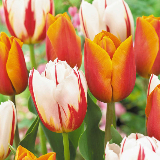 16x Tulp Tulipa - Mix Sunset Sky Oranje-Rood-Wit - Alle bloembollen