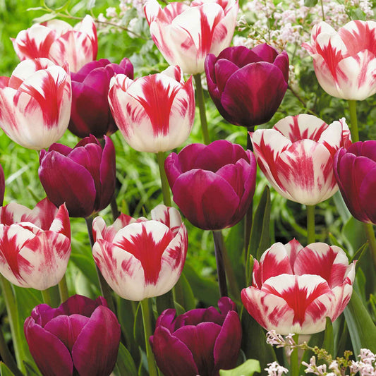 16x Tulp Tulipa - Mix Flames At Night Paars-Rood-Wit - Alle bloembollen