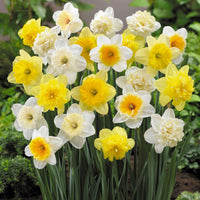 20x Narcis Narcissus - Mix Hello Spring! - Alle bloembollen