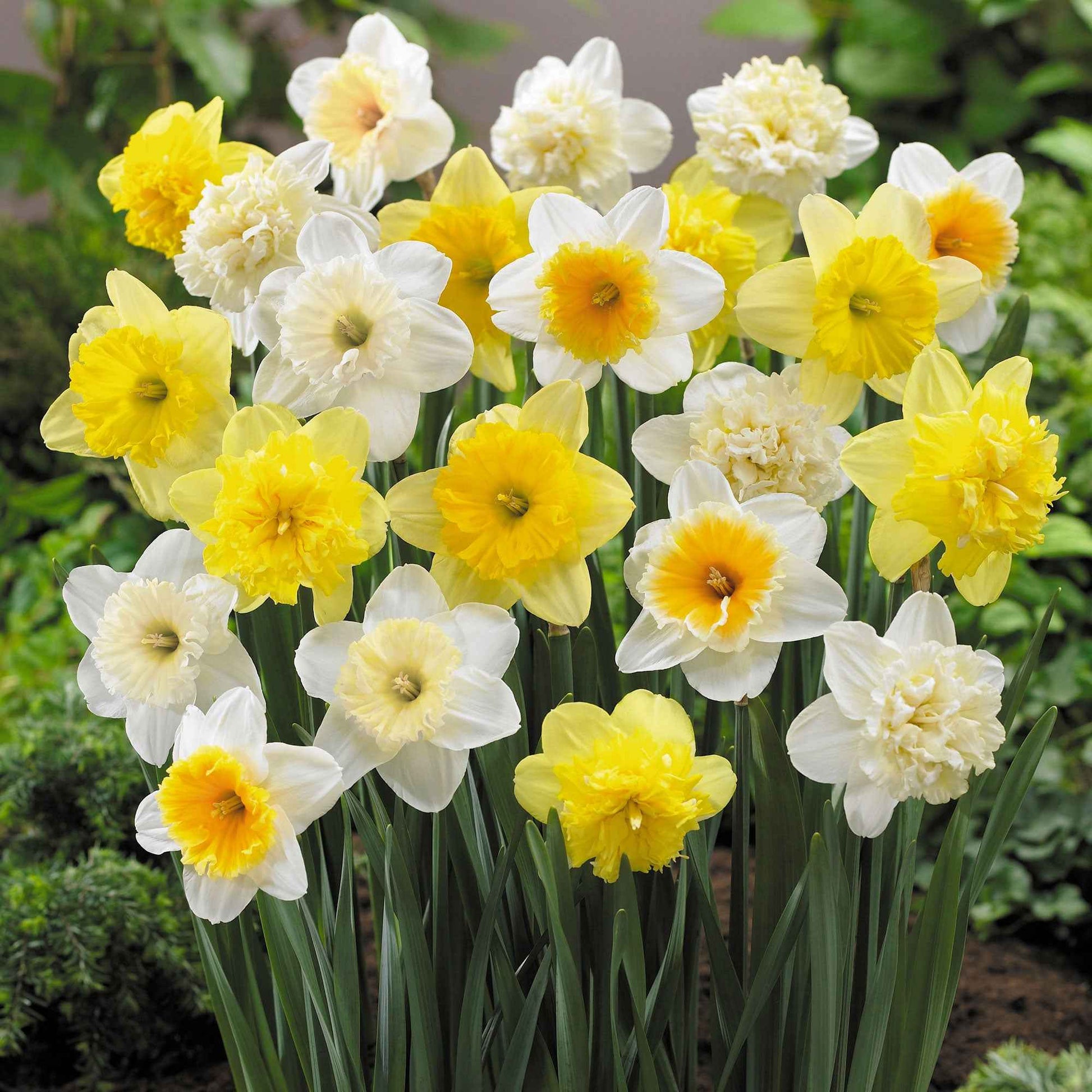 20x Narcis Narcissus - Mix Hello Spring! - Alle populaire bloembollen