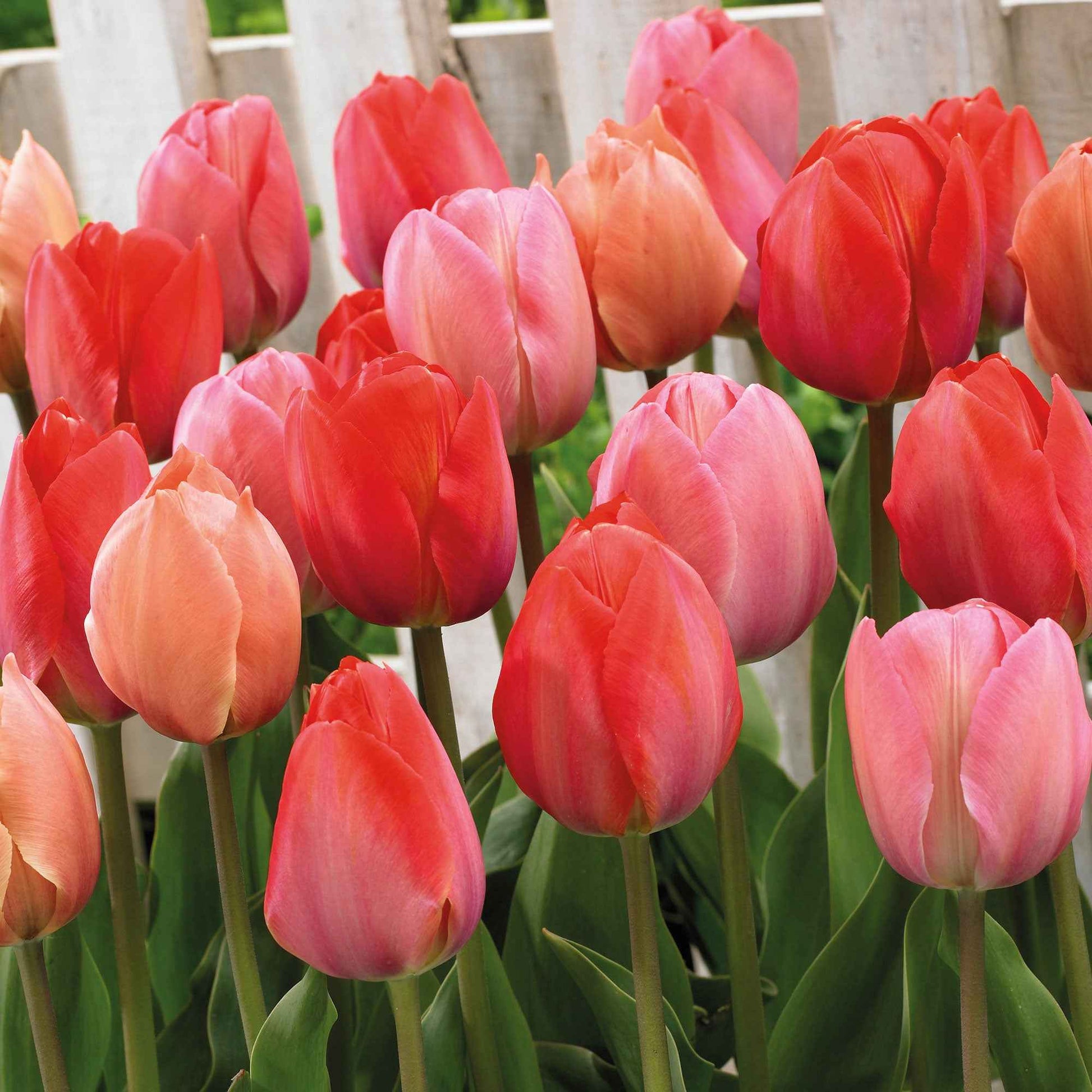 25x Tulp Tulipa - Mix Hello Spring Rood-Oranje-Roze - Alle bloembollen