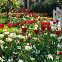 30x Tulp Tulipa - Mix Ratatouille rood-wit - Alle populaire bloembollen