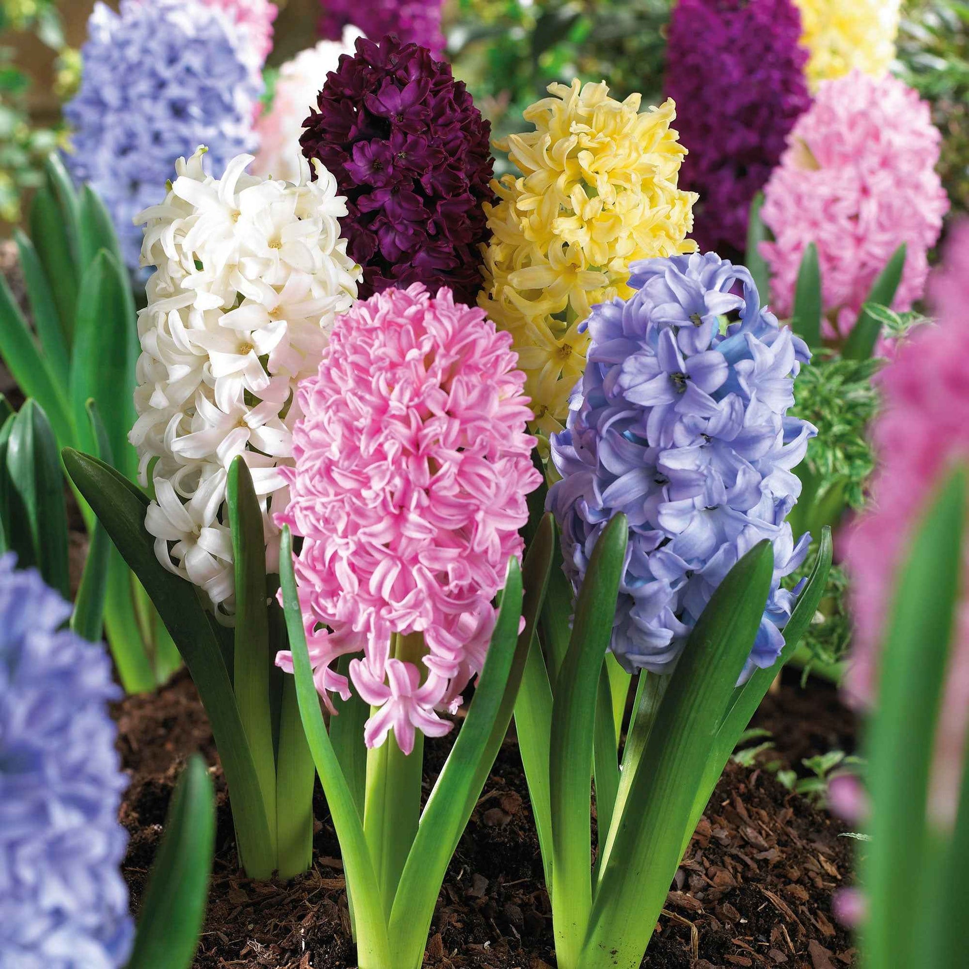 7 Hyacint Blooming And Booming Gemengde kleuren - Alle bloembollen