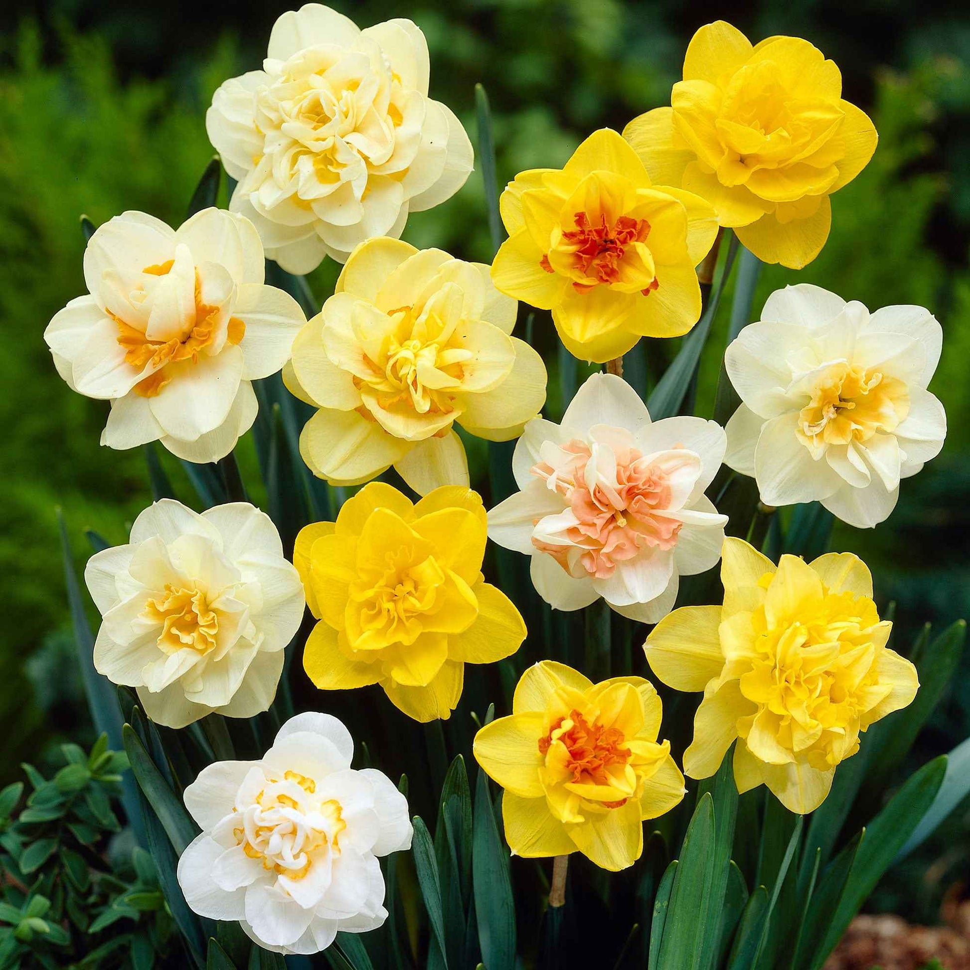 10x Narcis Narcissus - Mix Double Trouble - Alle bloembollen