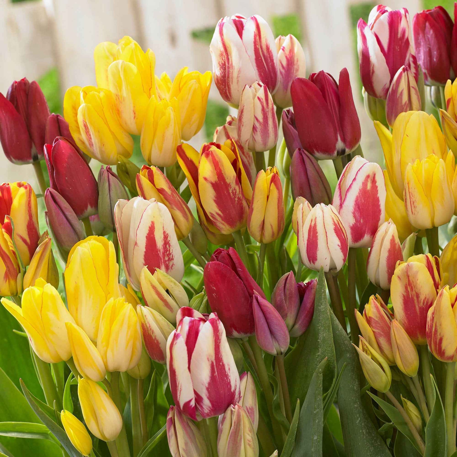 12x Tulp Tulipa - Mix Multiflora Rood-Geel-Wit - Alle populaire bloembollen