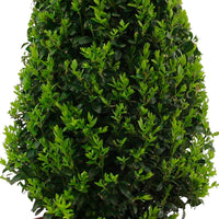 Buxus sempervirens piramide incl. bloempot zwart - Bomen en hagen