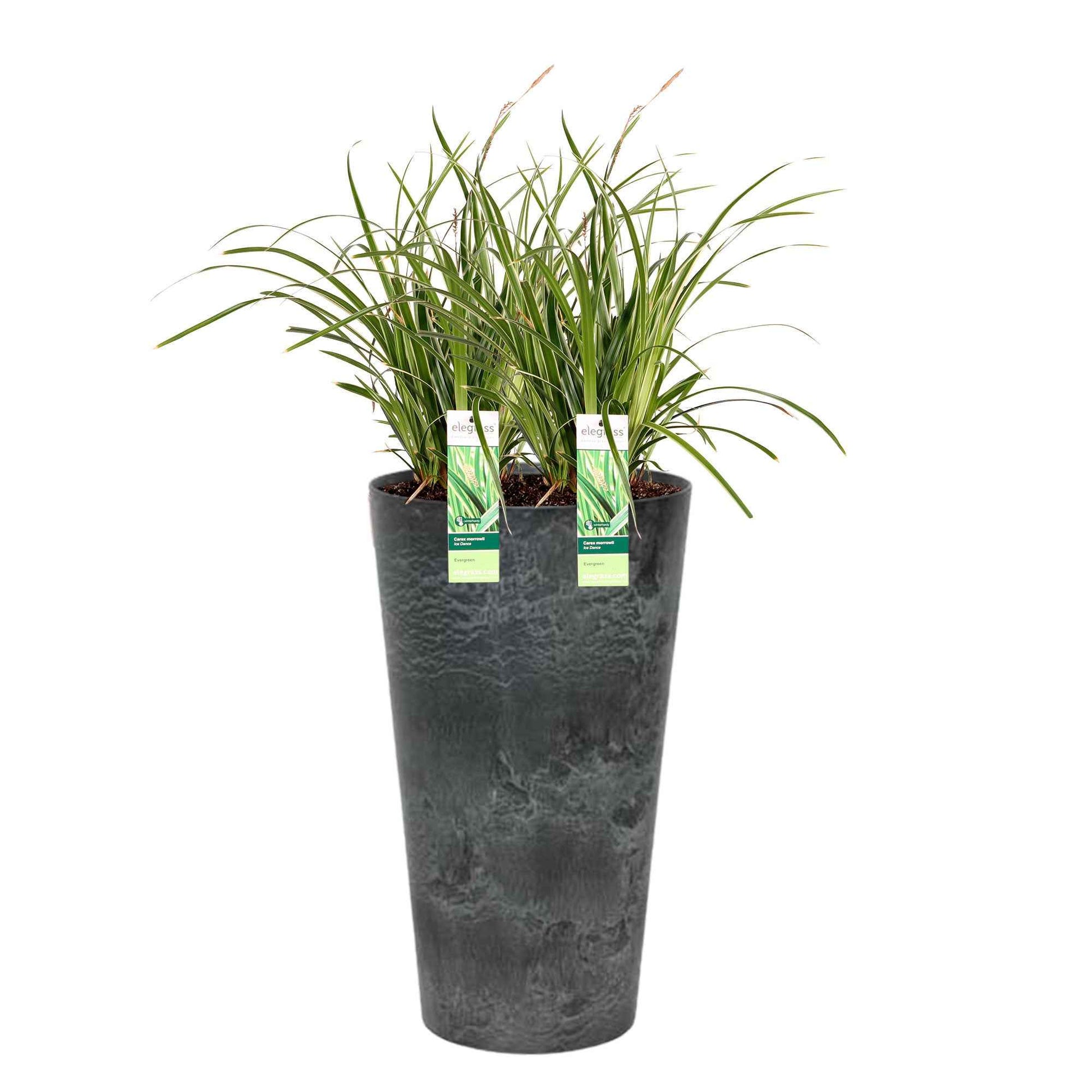 2x Zegge Carex Ice Dance geel-groen incl. hoge sierpot zwart - Alle tuinplanten in pot
