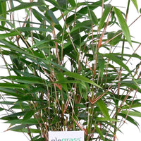 Bamboe Fargesia rufa incl. sierpot - Winterhard - Alle vaste tuinplanten