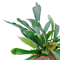 Kokodama Hertshoornvaren Platycerium bifurcatum - Hangplant - Groene kamerplanten