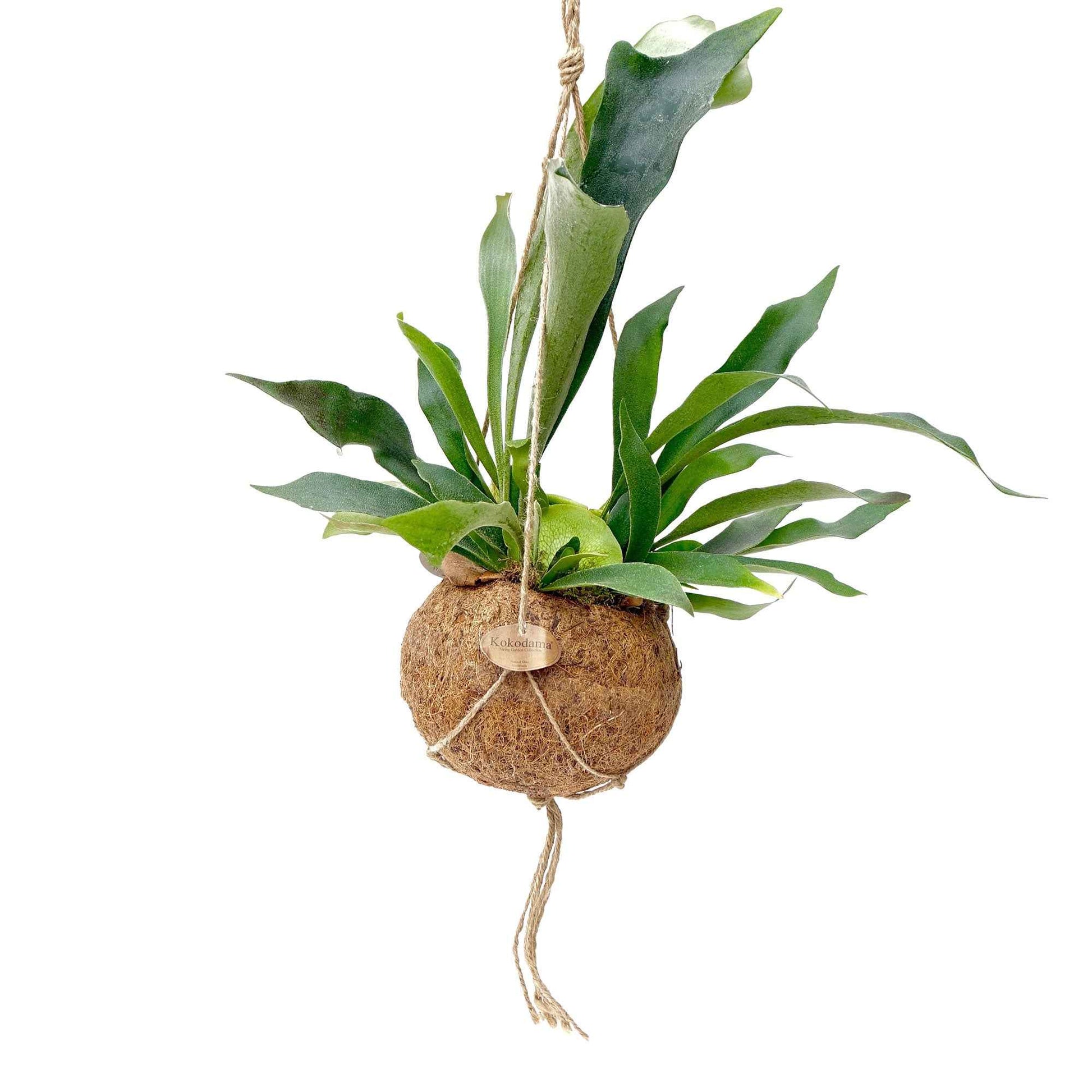 Kokodama Hertshoornvaren Platycerium bifurcatum - Hangplant - Diervriendelijke kamerplanten