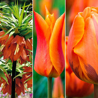 35x Bloembollenpakket Bouquet Border rood-oranje - Bij- en vlinderlokkende borderpakket