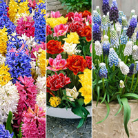 80x Bloembollenpakket Maart tot Mei 60 dagen bloemen - Alle bloembollen