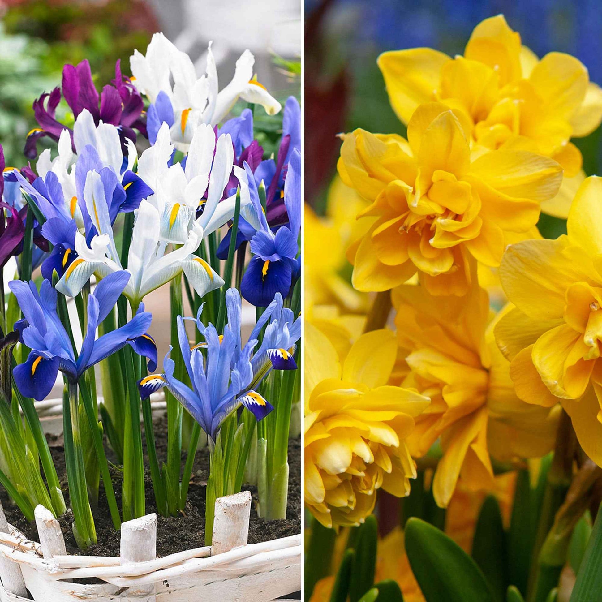 50x Bloembollenpakket Tuin vol Narcissen en Irissen geel-paars - Alle bloembollen