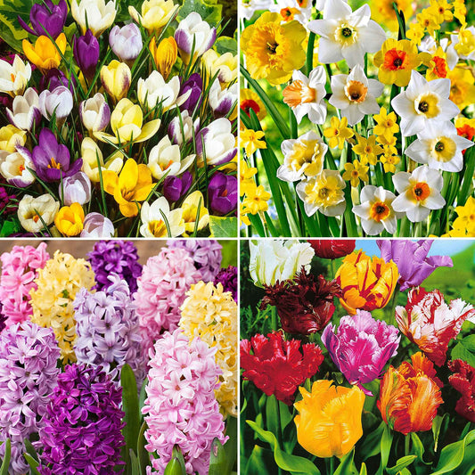 110x Bloembollenpakket Februari tot Mei 90 dagen bloemen - Alle bloembollen
