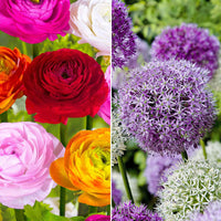65x Sierui en ranonkel - Mix Populaire Voorjaarsbloeiers - Bijvriendelijke bloembollen