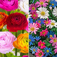 150x Ranonkel en anemoon - Mix Zonnige Voorjaarsbloeiers - Bijvriendelijke bloembollen