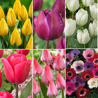 80x Anemoon en tulp - Mix Vrolijke Tuin - Alle bloembollen