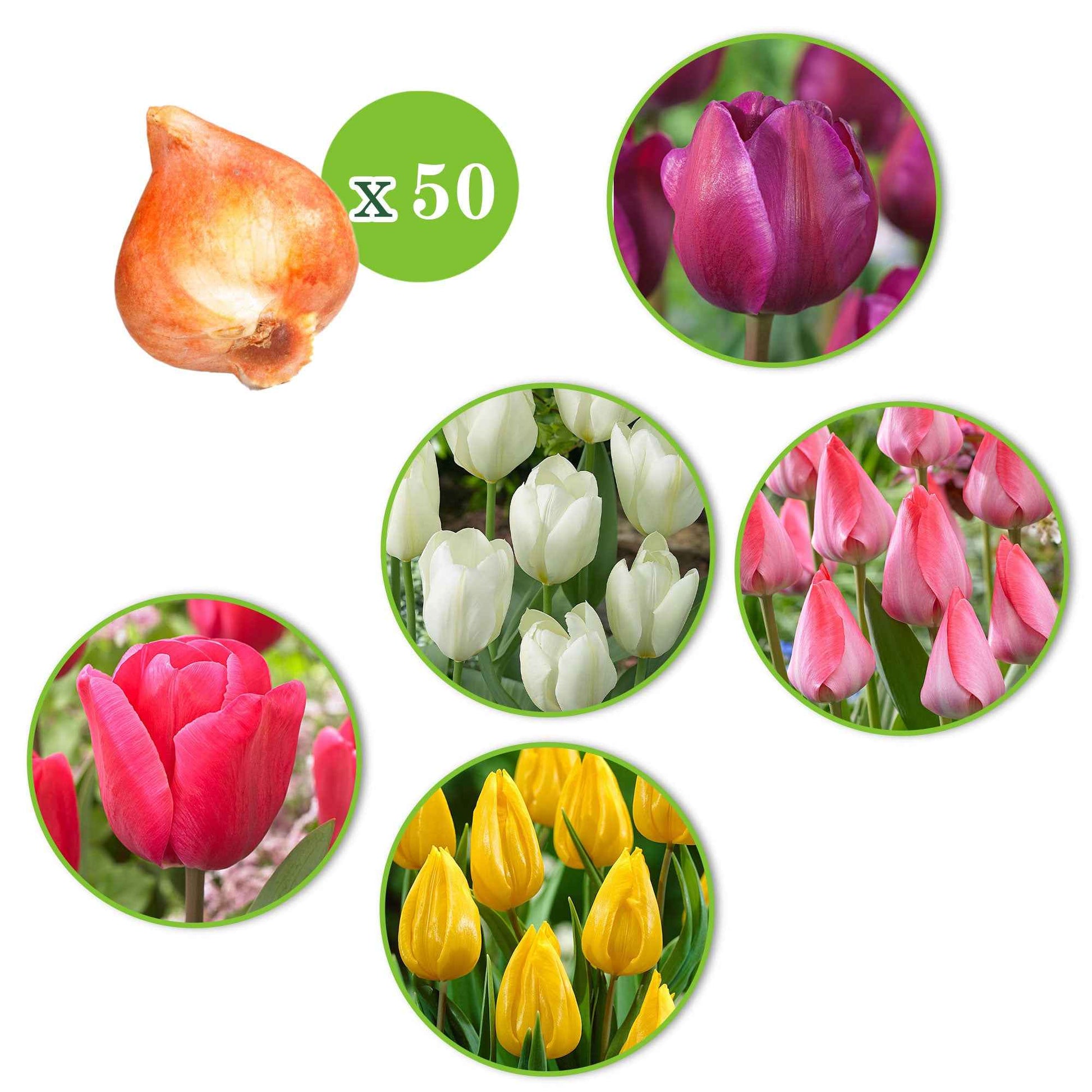 80x Anemoon en tulp - Mix Vrolijke Tuin - Bijvriendelijke bloembollen