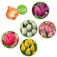 150x Narcis en tulp - Mix Lente Lang - Bloembollen borderpakketten