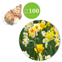 150x Narcis en tulp - Mix Lente Lang - Bloembollen